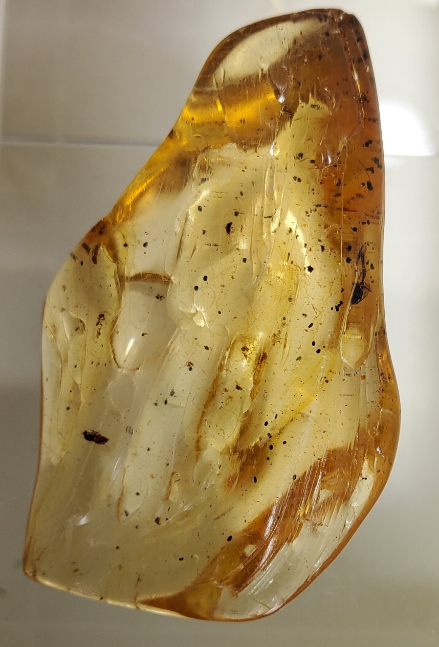 아프리카 호박 화석