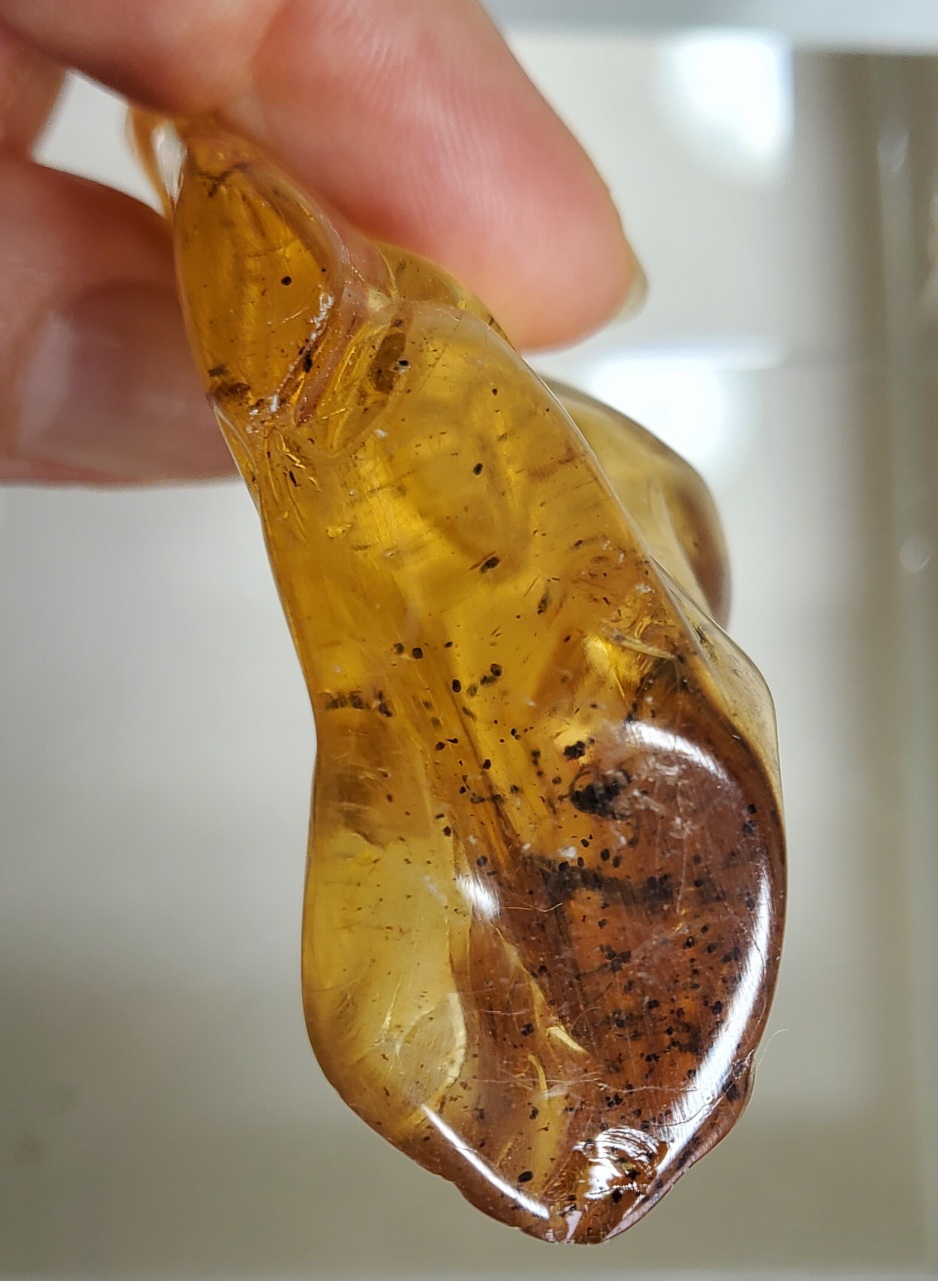 아프리카 호박 화석