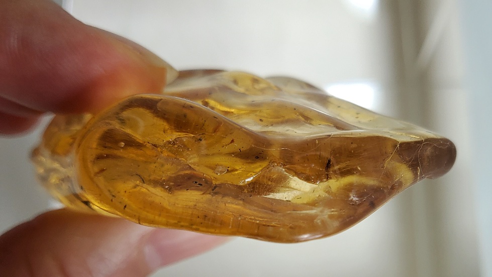 아프리카 호박 화석