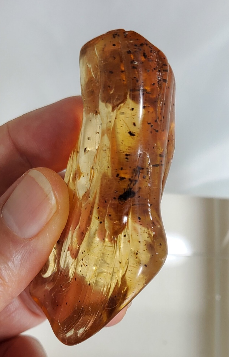 아프리카 호박 화석