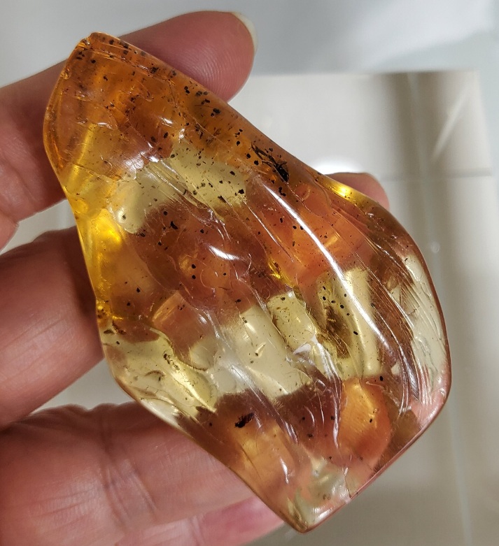 아프리카 호박 화석