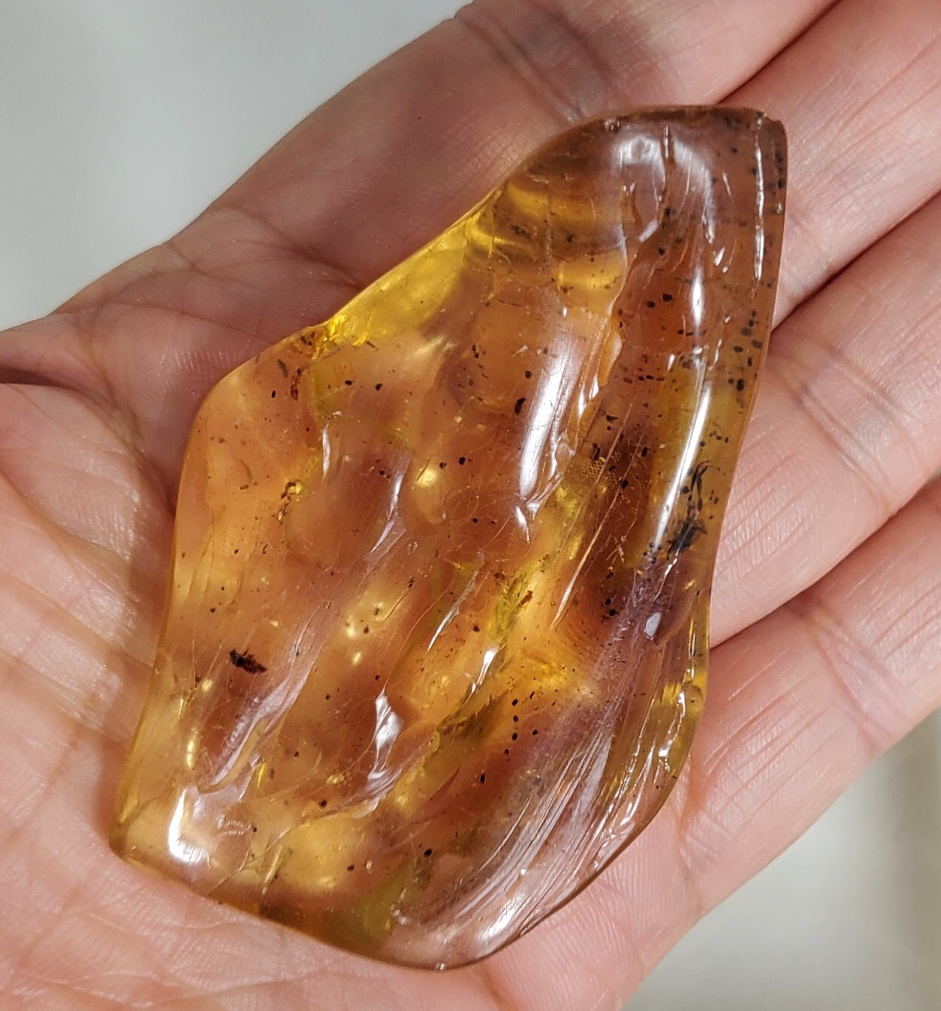 아프리카 호박 화석