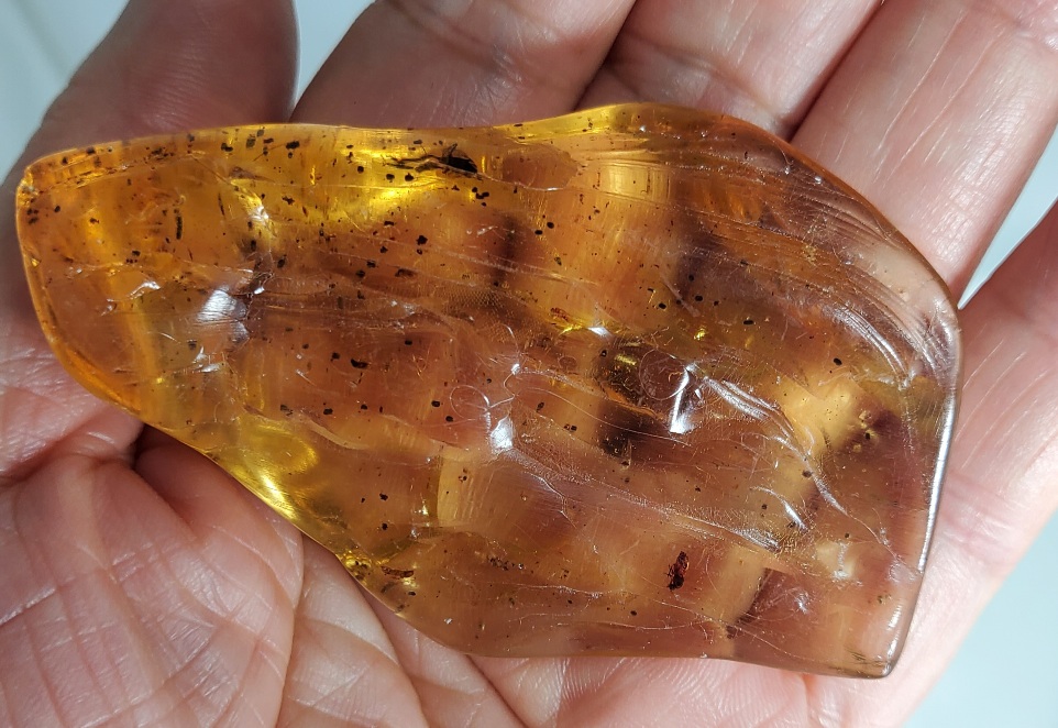 아프리카 호박 화석