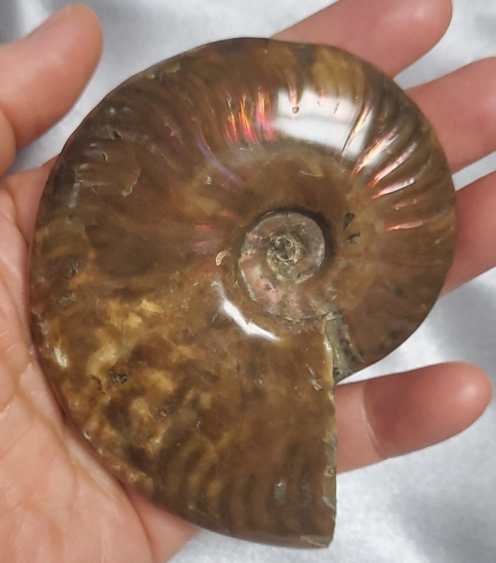 오팔 암몰라이트