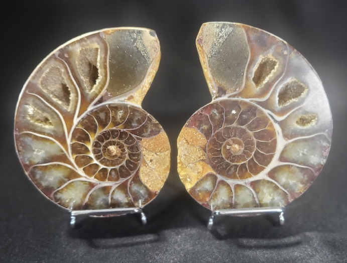아프리카 암모나이트 한 쌍