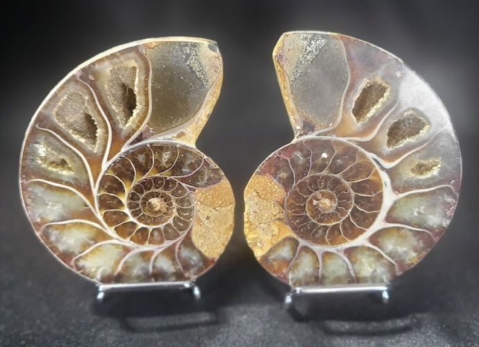 아프리카 암모나이트 한 쌍