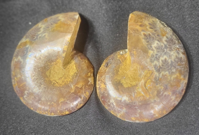 아프리카 암모나이트 한 쌍