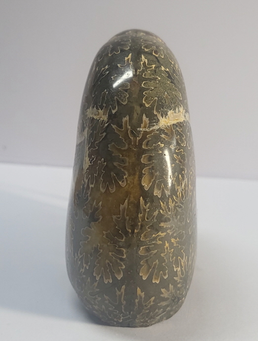 칼싸이트(방해석) 클레오니세라스 화석