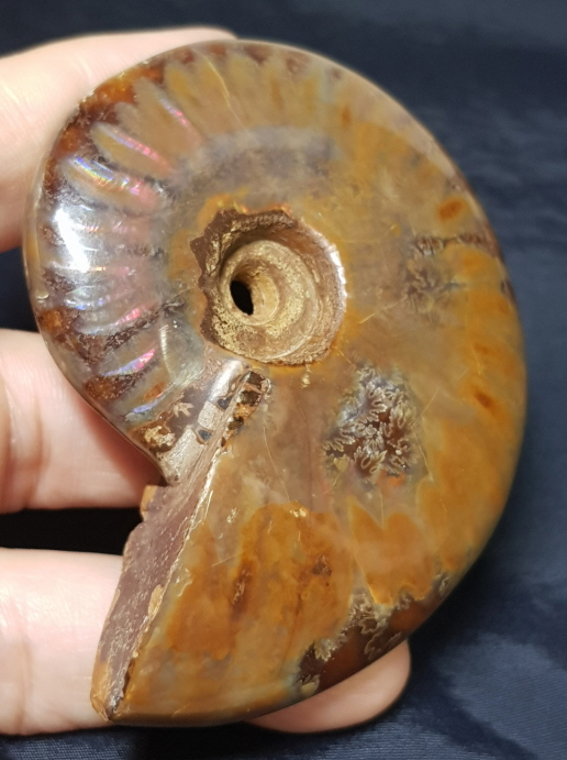 암몰라이트 화석