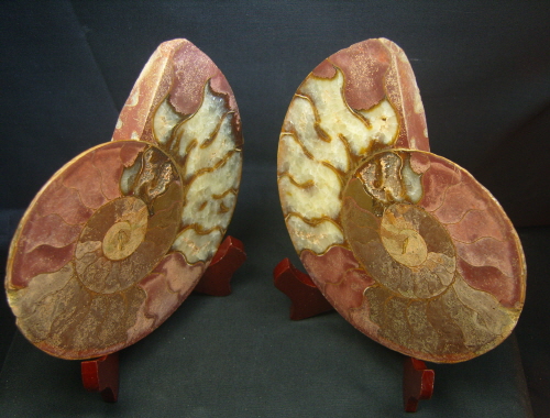 암모나이트 큰사이즈