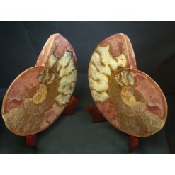 암모나이트 큰사이즈