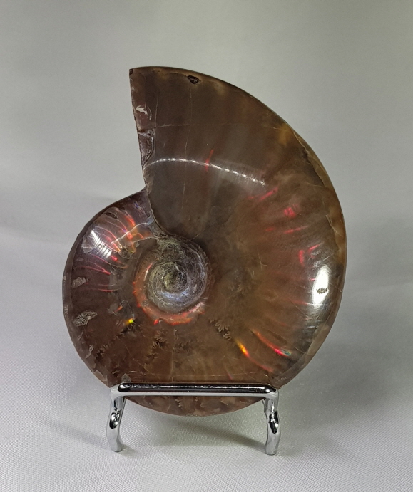 아프리카 암몰라이트 화석