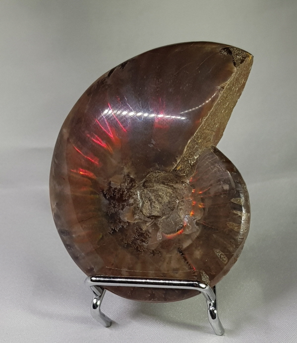 아프리카 암몰라이트 화석