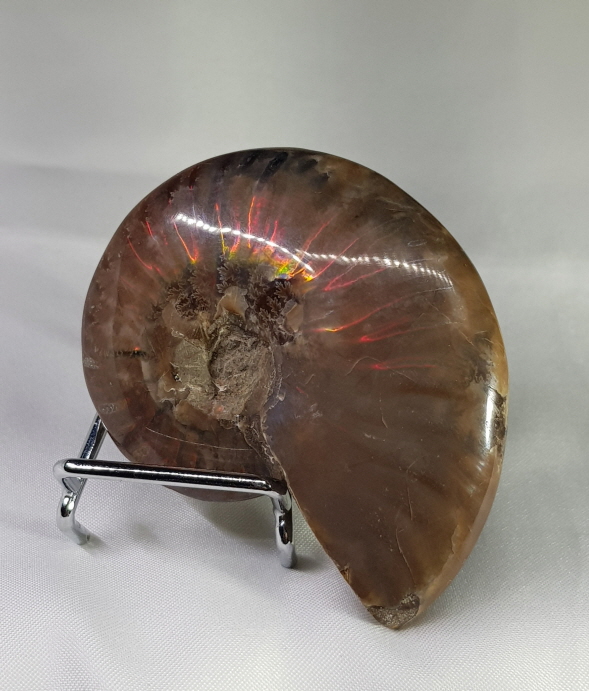 아프리카 암몰라이트 화석