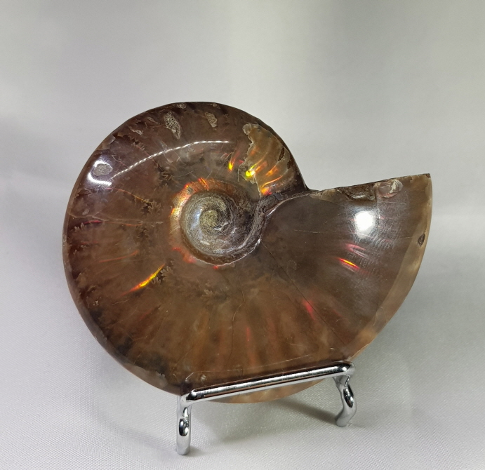 아프리카 암몰라이트 화석