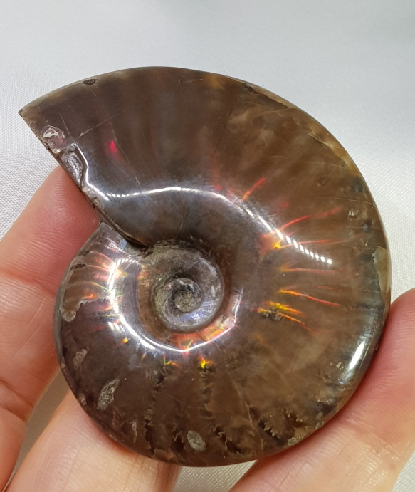 아프리카 암몰라이트 화석