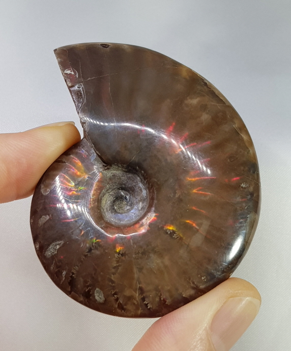 아프리카 암몰라이트 화석