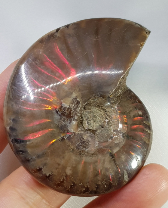 아프리카 암몰라이트 화석