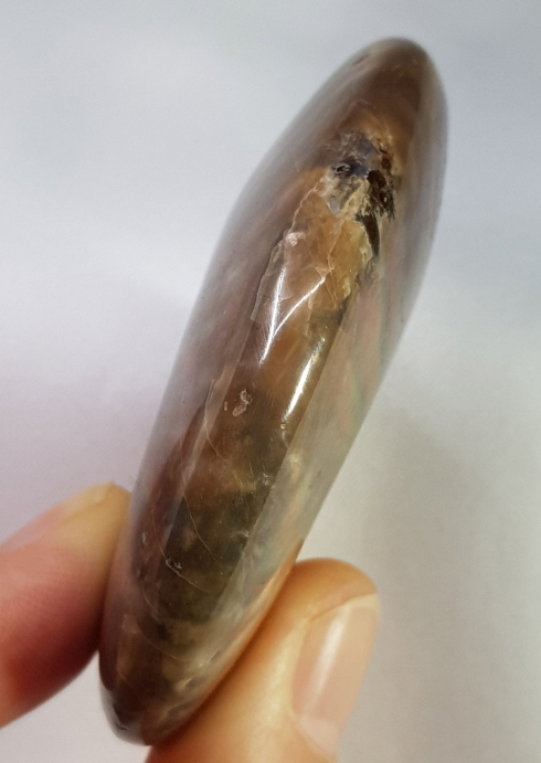 아프리카 암몰라이트 화석