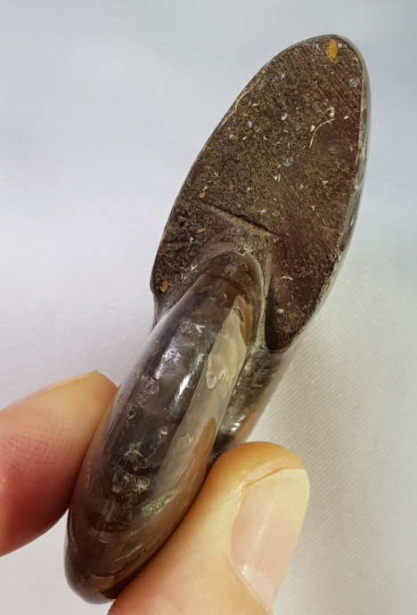 아프리카 암몰라이트 화석