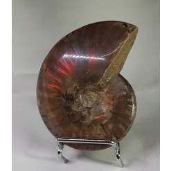 아프리카 암몰라이트 화석