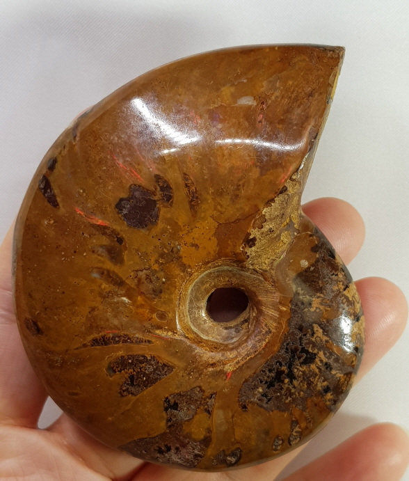 아프리카 암몰라이트