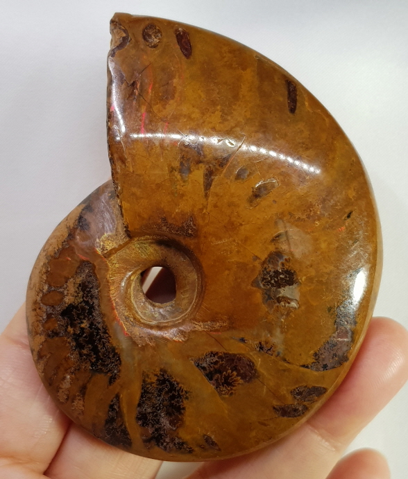 아프리카 암몰라이트