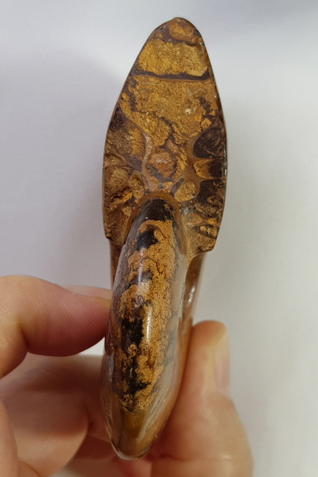 아프리카 암몰라이트