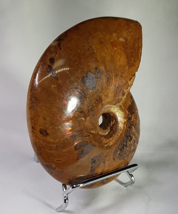 아프리카 암몰라이트