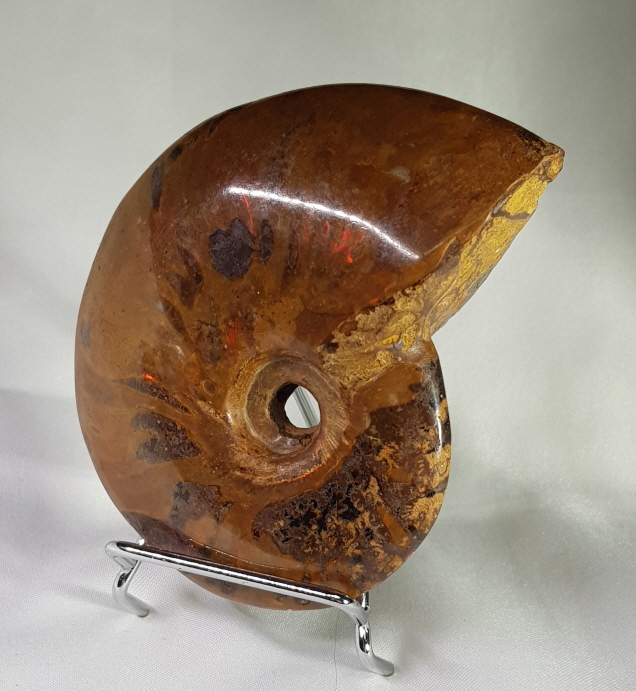 아프리카 암몰라이트