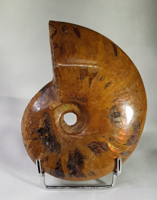 아프리카 암몰라이트