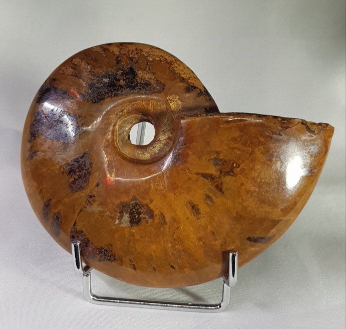 아프리카 암몰라이트