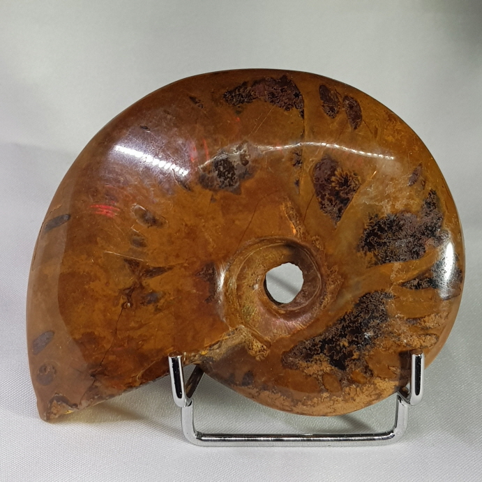 아프리카 암몰라이트