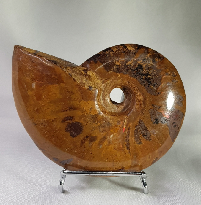 아프리카 암몰라이트