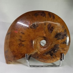 아프리카 암몰라이트