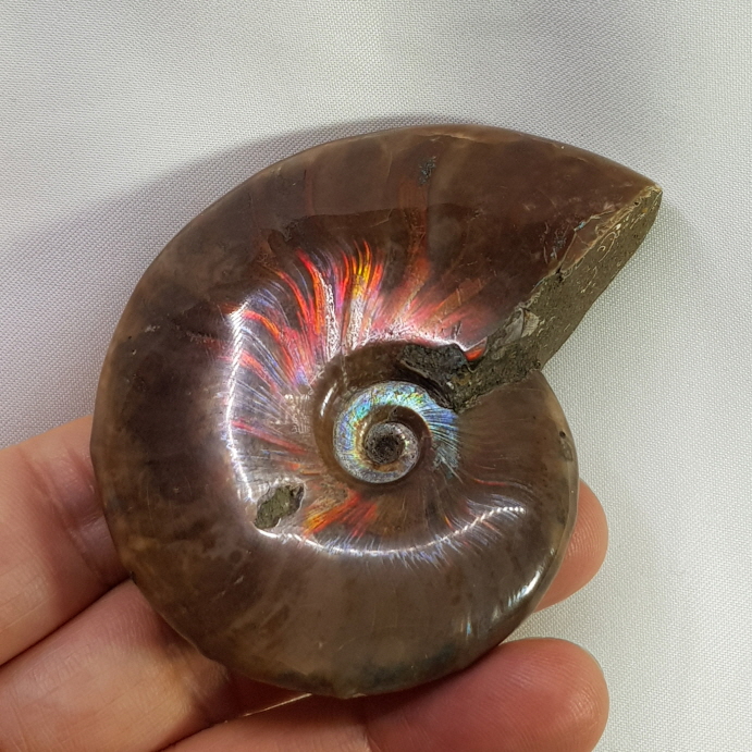 붉은 빛 오팔 암몰나이트 화석