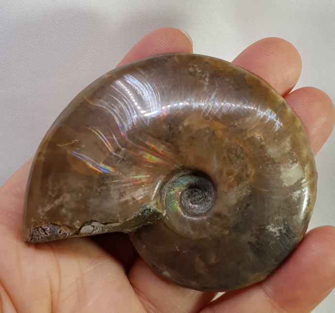 붉은 빛 오팔 암몰나이트 화석