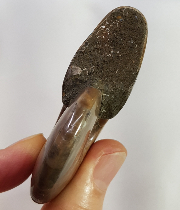 붉은 빛 오팔 암몰나이트 화석