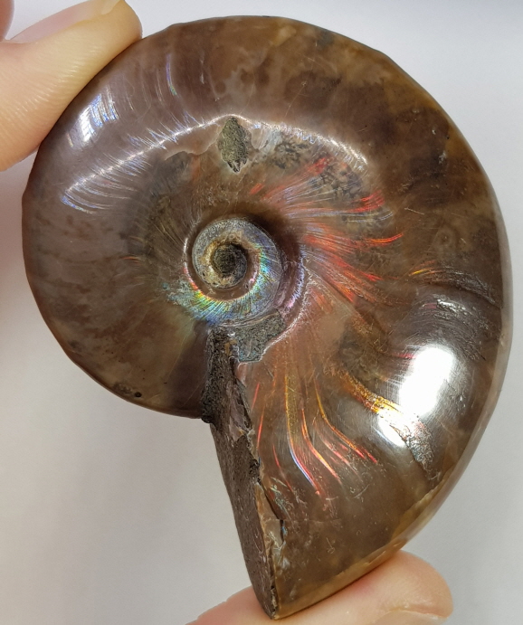 붉은 빛 오팔 암몰나이트 화석