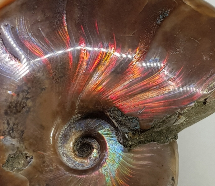 붉은 빛 오팔 암몰나이트 화석