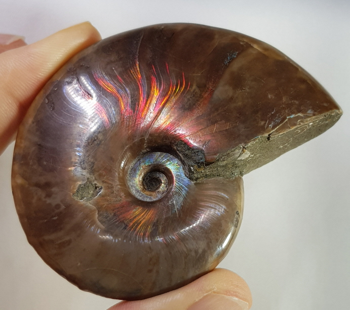 붉은 빛 오팔 암몰나이트 화석