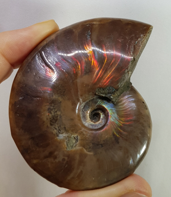 붉은 빛 오팔 암몰나이트 화석