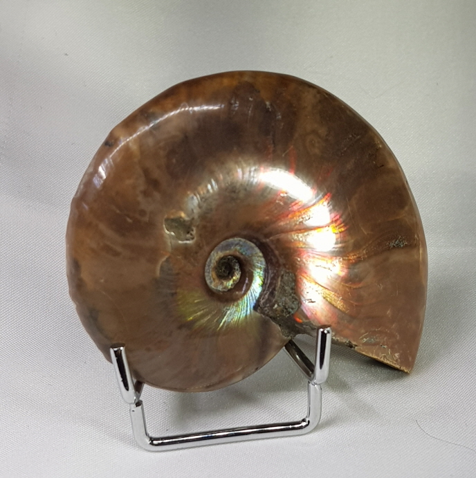 붉은 빛 오팔 암몰나이트 화석