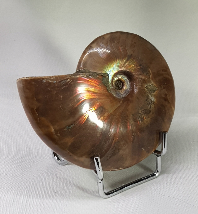 붉은 빛 오팔 암몰나이트 화석