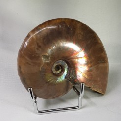 붉은 빛 오팔 암몰나이트 화석