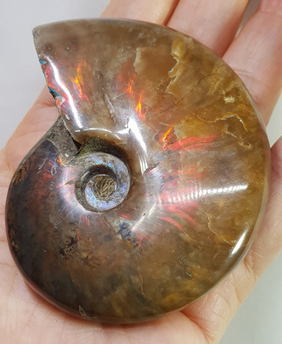 아프리카 붉은빛 암몰라이트