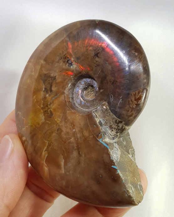 아프리카 붉은빛 암몰라이트