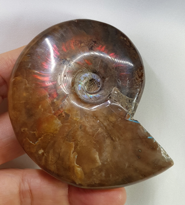 아프리카 붉은빛 암몰라이트