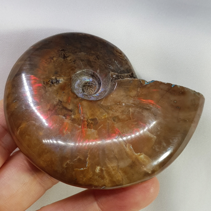 아프리카 붉은빛 암몰라이트