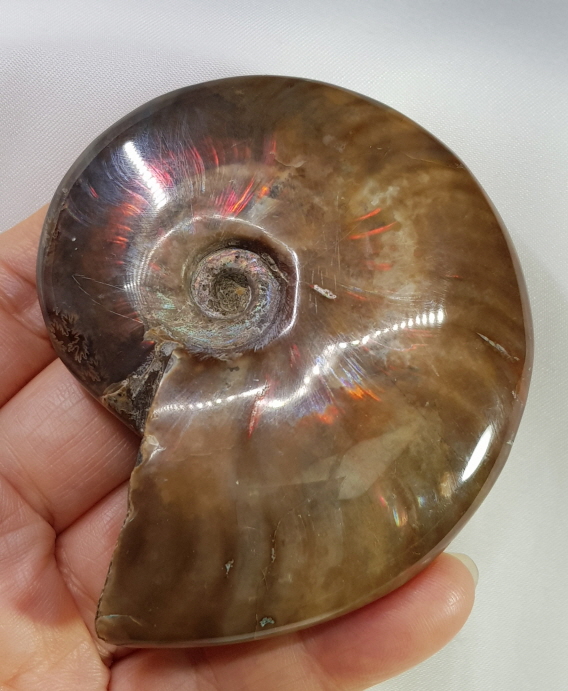 아프리카 붉은빛 암몰라이트